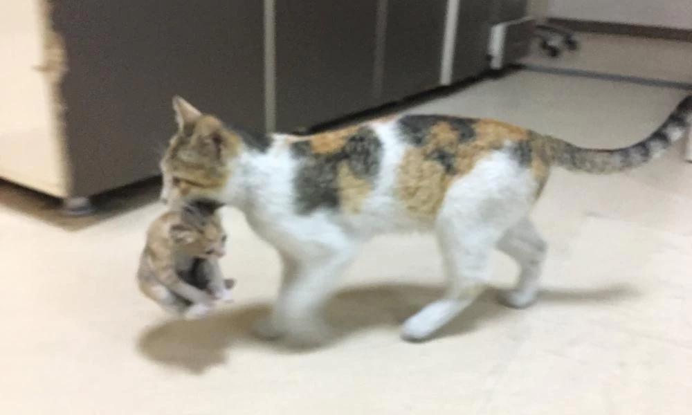 Γάτα πήγε το άρρωστο μικρό της στα επείγοντα του νοσοκομείου